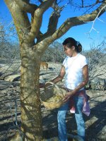 Harvesting the naturally peeling bark of the Torote tree.